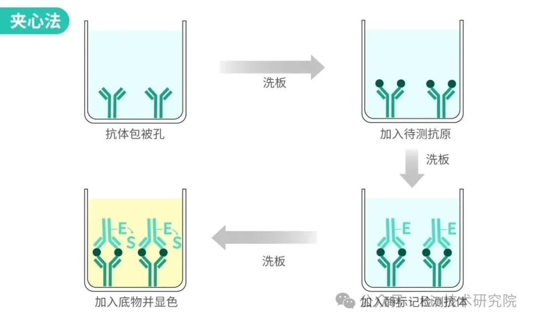 雙抗夾心ELISA實(shí)驗(yàn)原理